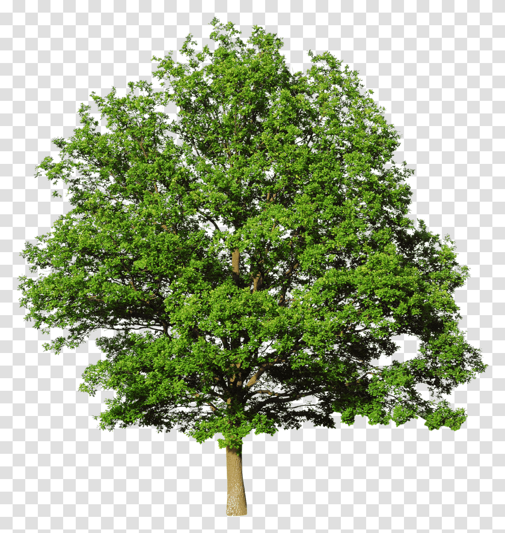 Bald Cypress Mediterranean Cypress Leyland Cypress Oak Tree White Background, Plant, Sycamore, Maple Transparent Png
