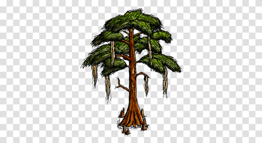 Bald Cypress Tree Cartoon Bald Cypress Tree, Plant, Tree Trunk, Conifer, Pine Transparent Png