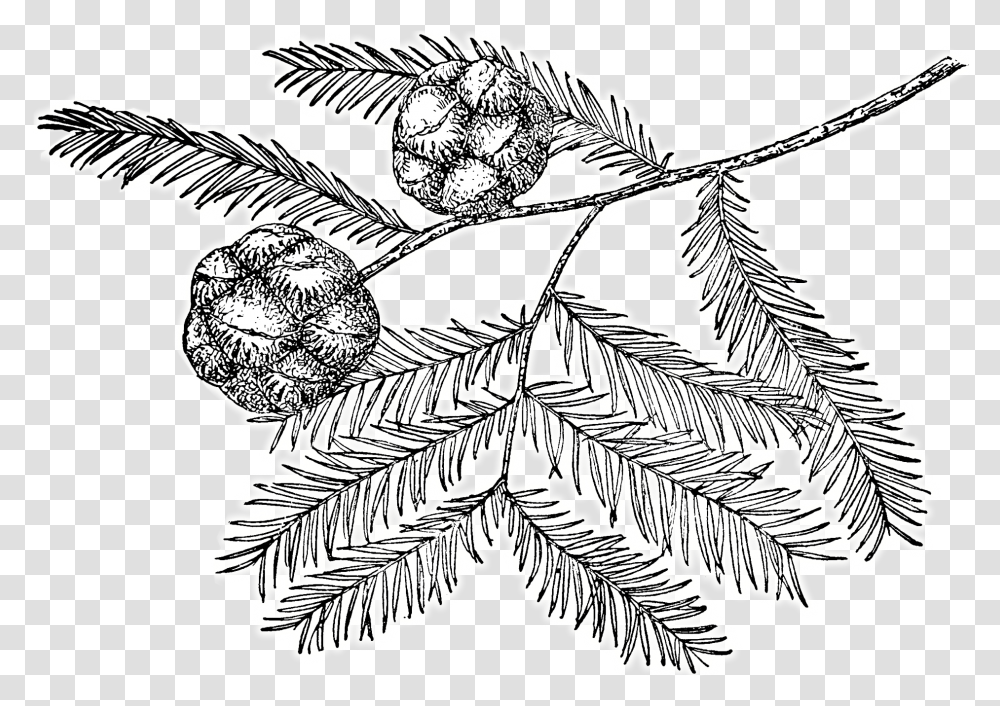 Bald Cypress Tree Drawing, Plant, Leaf, Bird, Animal Transparent Png