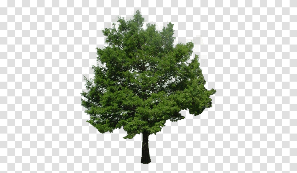 Bald Cypress Tree Tree No Background, Plant, Oak, Sycamore, Tree Trunk Transparent Png