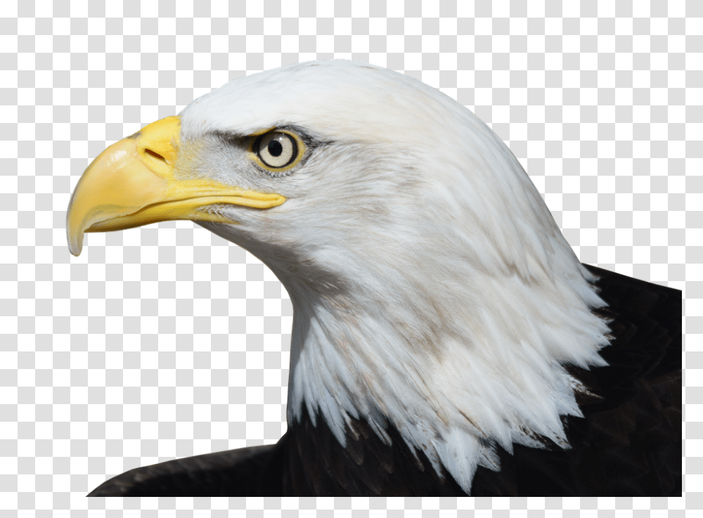 Bald Eagle 960, Animals, Bird, Beak Transparent Png