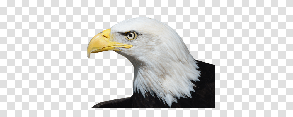 Bald Eagle Animals, Bird, Beak Transparent Png