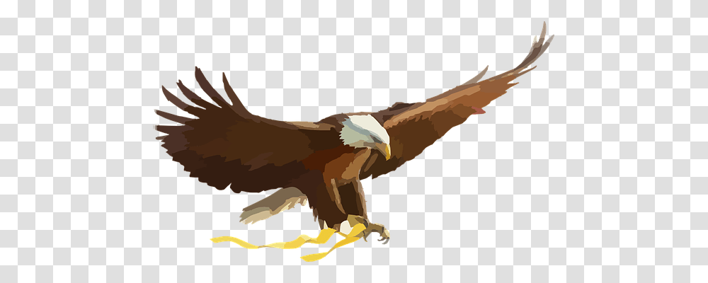 Bald Eagle Animals, Bird, Reptile, Dinosaur Transparent Png