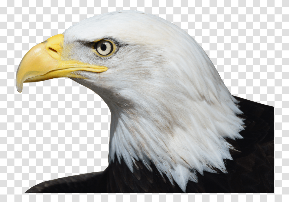 Bald Eagle Adler Raptor Bird Of Prey Bill Bird Relate To The Constitution, Animal, Beak Transparent Png