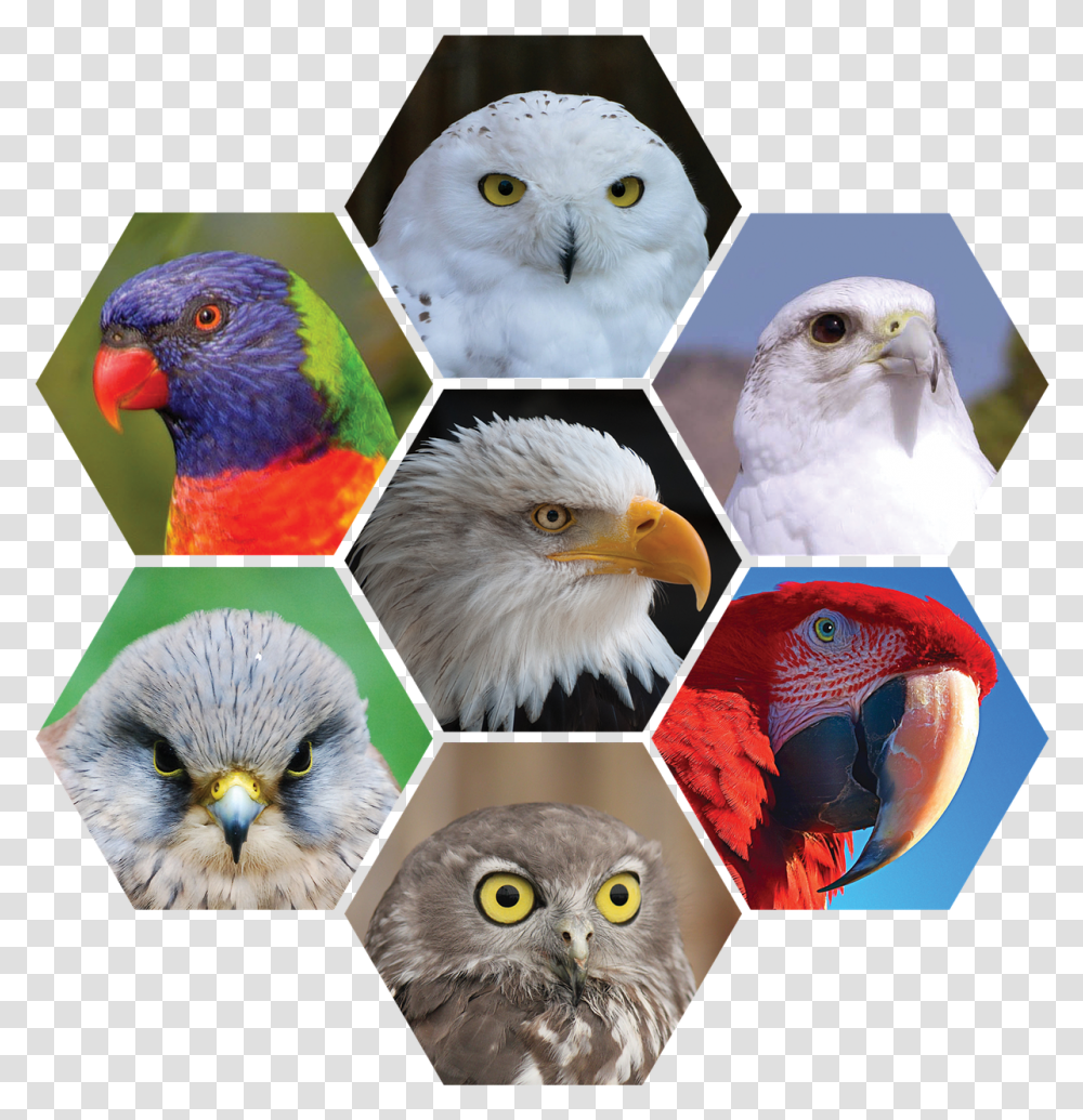 Bald Eagle, Beak, Bird, Animal, Owl Transparent Png