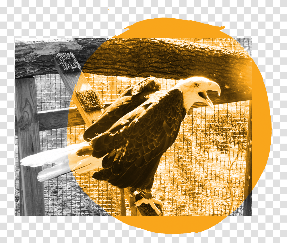 Bald Eagle, Bird, Animal, Advertisement, Poster Transparent Png