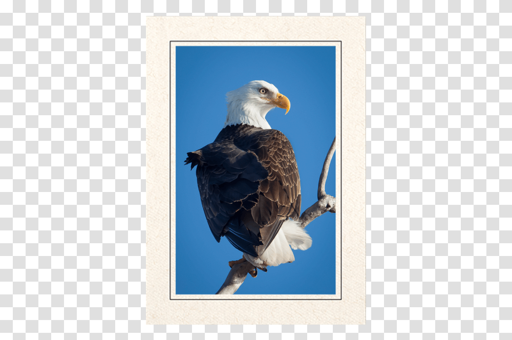 Bald Eagle, Bird, Animal, Beak, Head Transparent Png