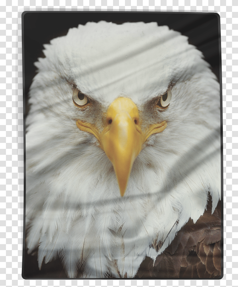 Bald Eagle, Bird, Animal, Beak, Seagull Transparent Png