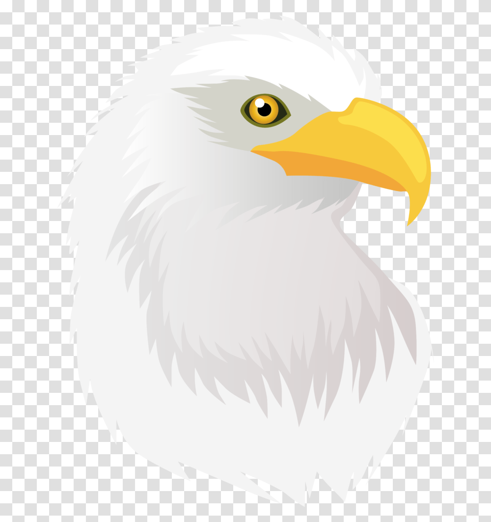 Bald Eagle, Bird, Animal, Beak Transparent Png