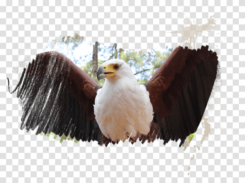 Bald Eagle, Bird, Animal, Beak, Vulture Transparent Png