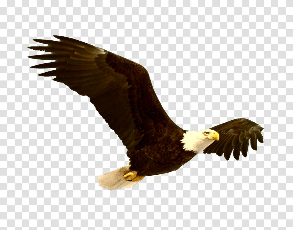 Bald Eagle, Bird, Animal, Flying, Kite Bird Transparent Png