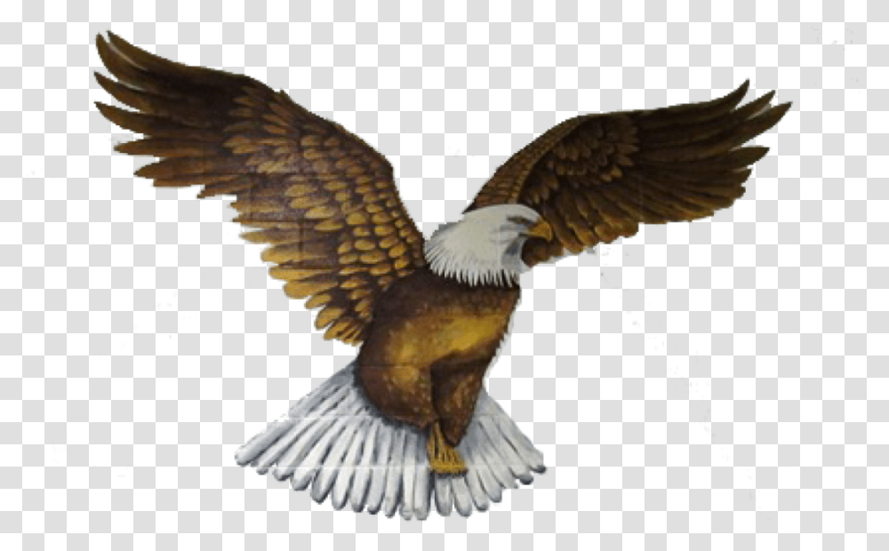Bald Eagle, Bird, Animal, Kite Bird, Dove Transparent Png