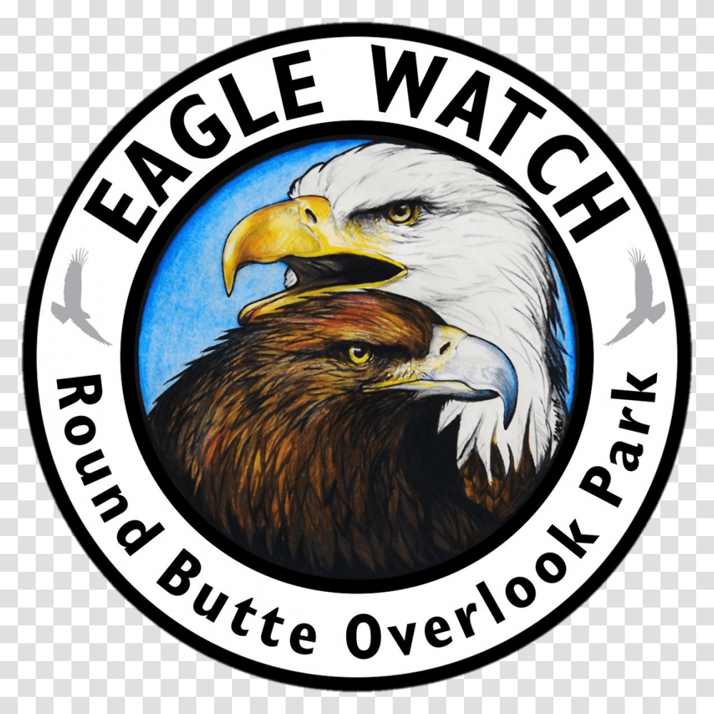 Bald Eagle, Bird, Animal, Chicken Transparent Png