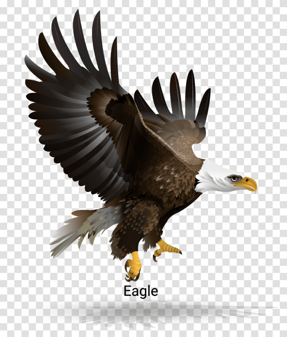Bald Eagle, Bird, Animal Transparent Png