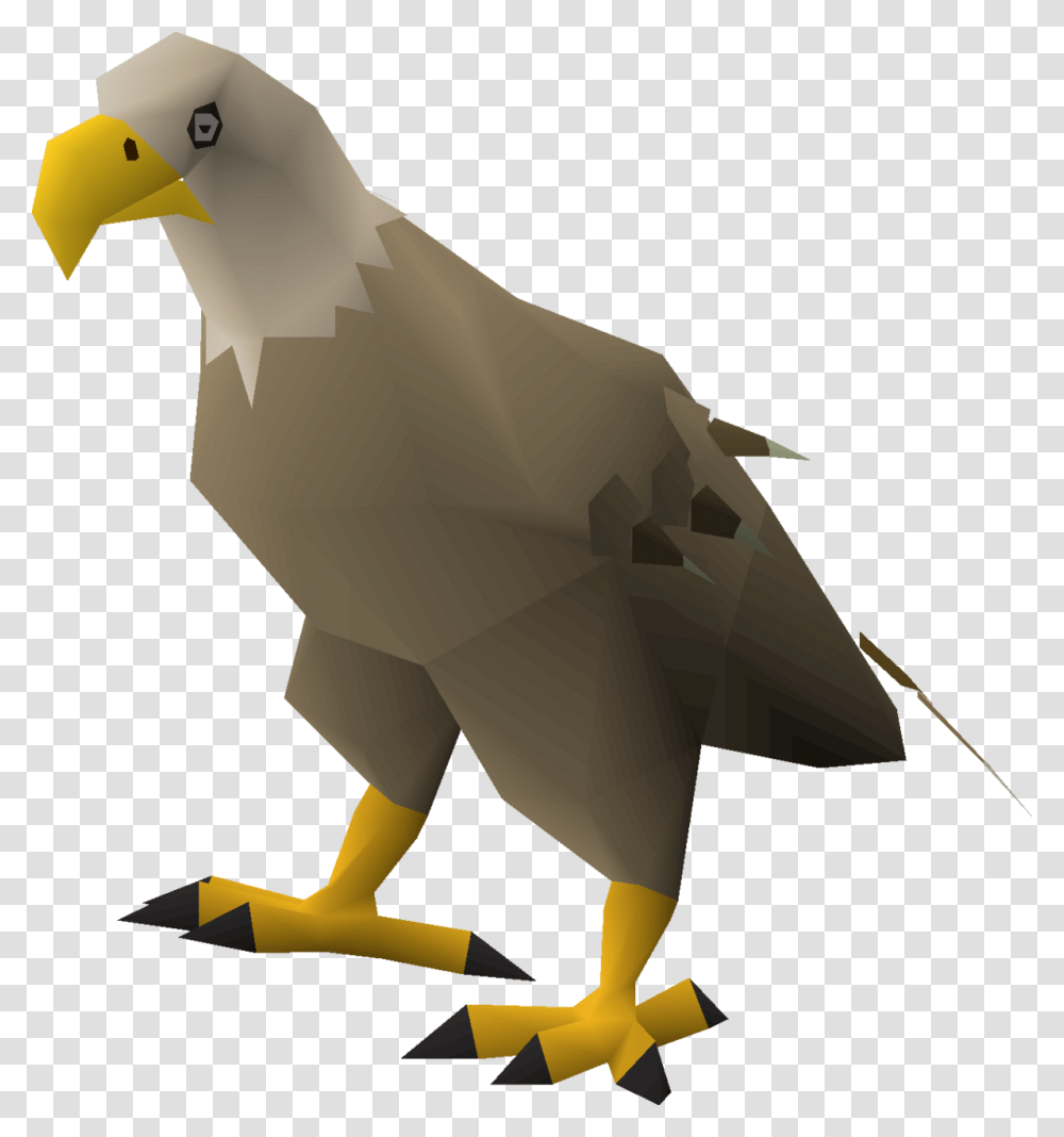 Bald Eagle, Bird, Animal, Vulture, Beak Transparent Png