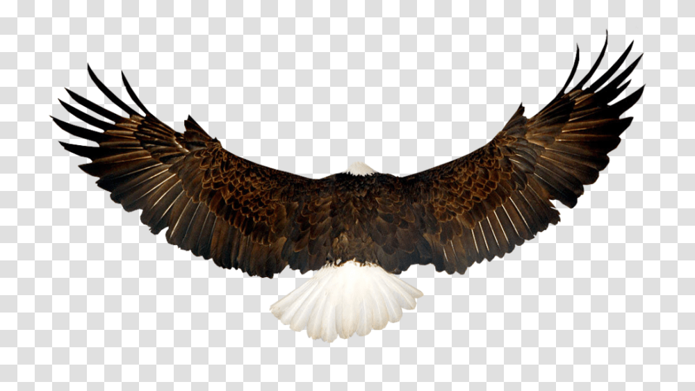 Bald Eagle, Bird, Animal, Vulture, Flying Transparent Png
