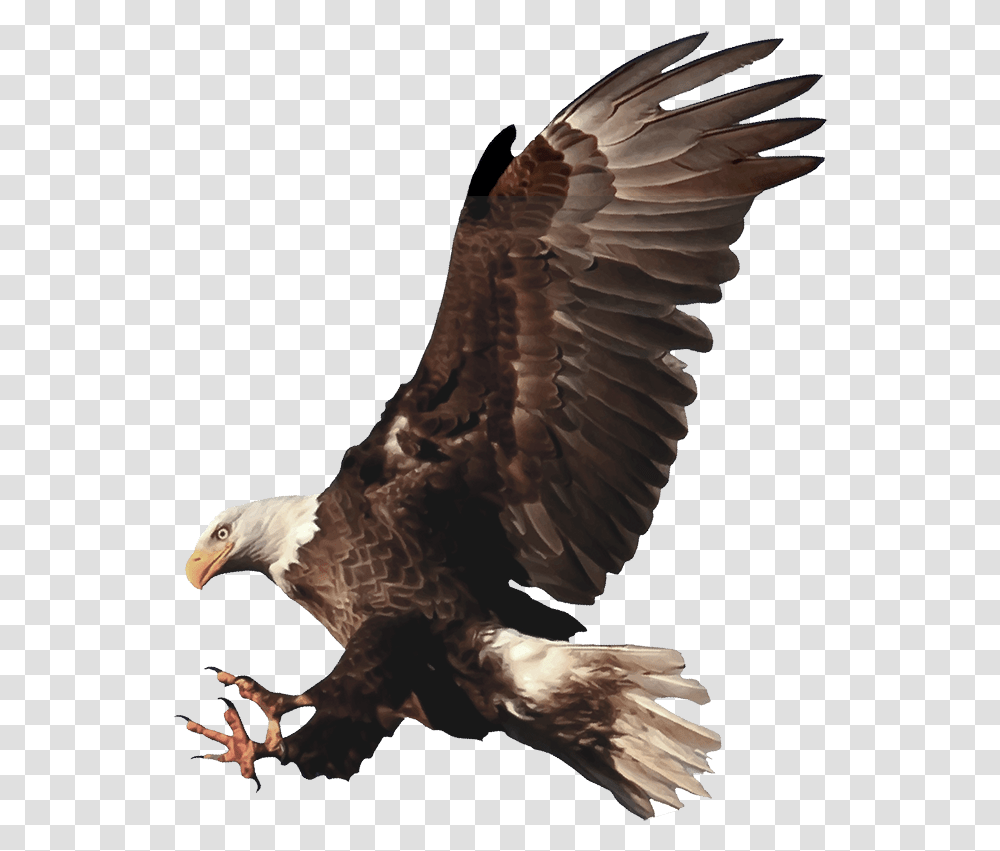 Bald Eagle, Bird, Animal, Vulture, Kite Bird Transparent Png