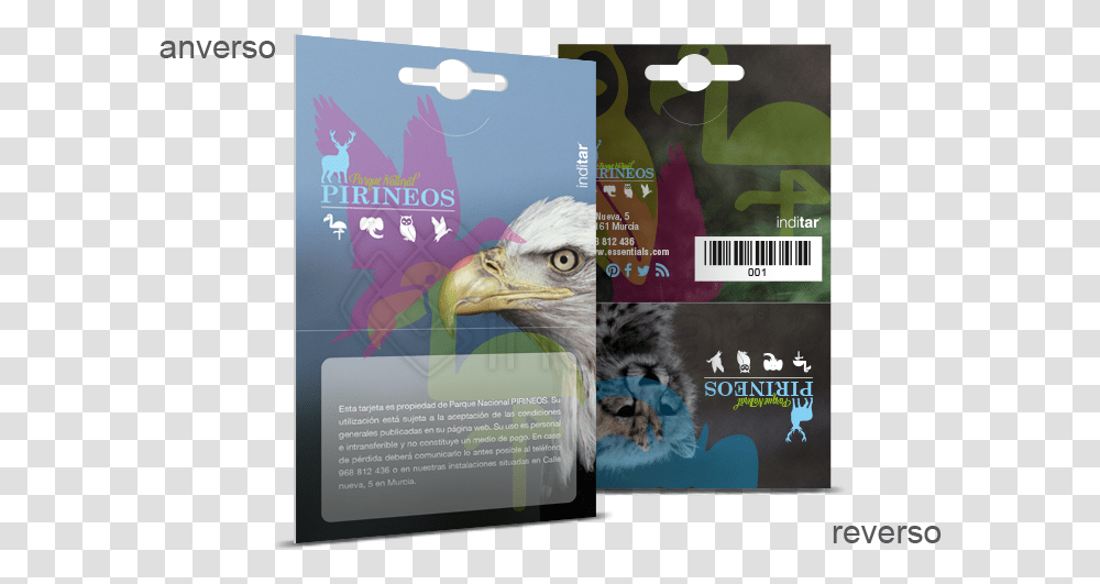 Bald Eagle, Bird, Animal, Vulture, Poster Transparent Png
