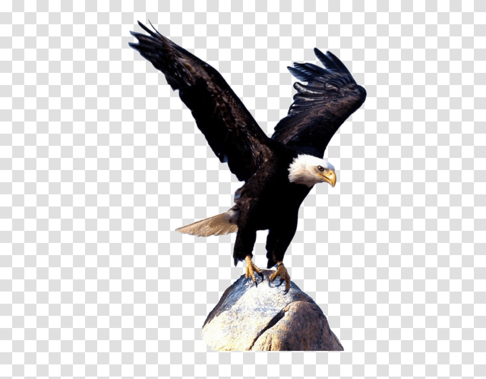 Bald Eagle Bird Clip Art Background Eagle, Animal, Flying Transparent Png