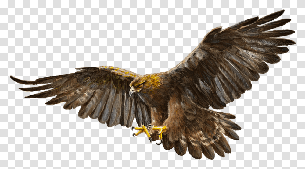 Bald Eagle Bird Golden Golden Eagle, Animal, Buzzard, Hawk, Vulture Transparent Png