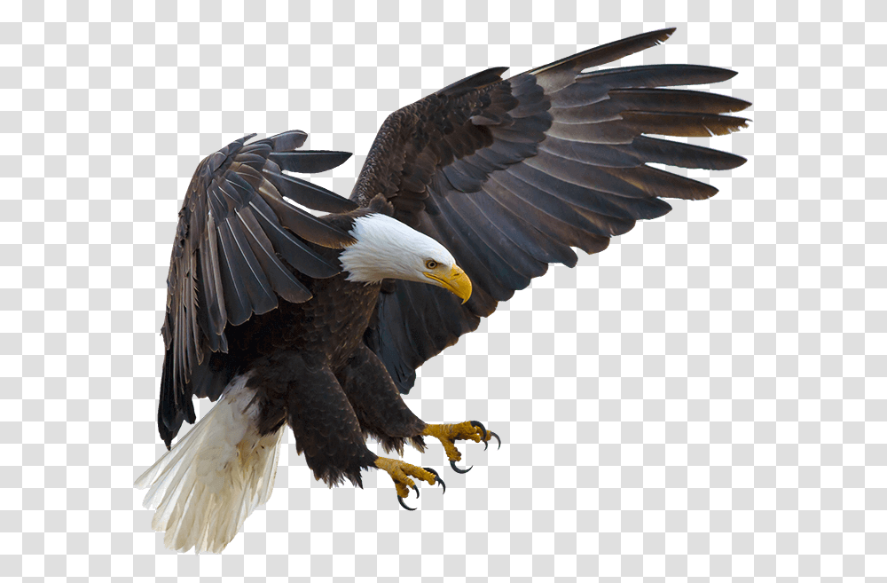 Bald Eagle Bird Hawk Buteoninae Eagle Flying With Claws, Animal Transparent Png