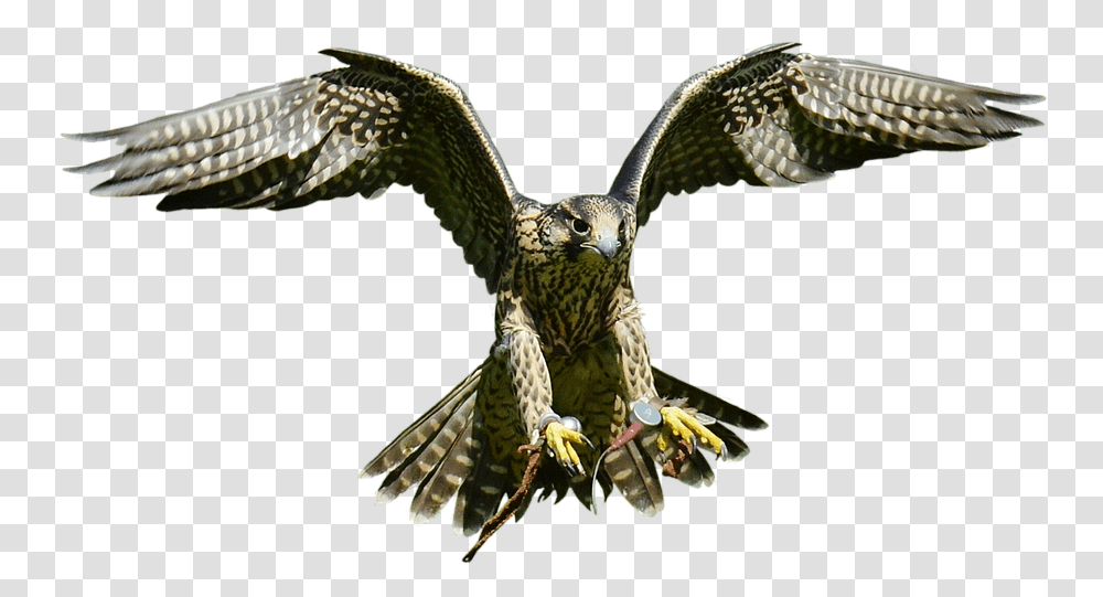 Bald Eagle Bird Hawk Eagle, Animal, Accipiter, Buzzard, Kite Bird Transparent Png