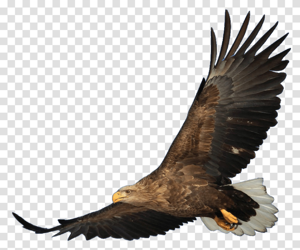 Bald Eagle Bird Hawk Hawk, Animal, Flying, Kite Bird, Vulture Transparent Png