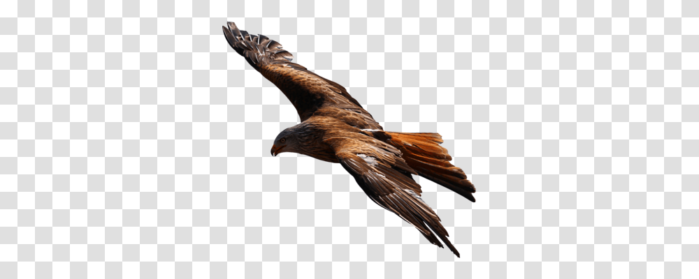 Bald Eagle Bird Of Prey Pelican, Animal, Kite Bird, Vulture, Flying Transparent Png