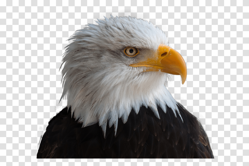 Bald Eagle Bird Raptor Bill Bald Eagle, Animal, Beak,  Transparent Png