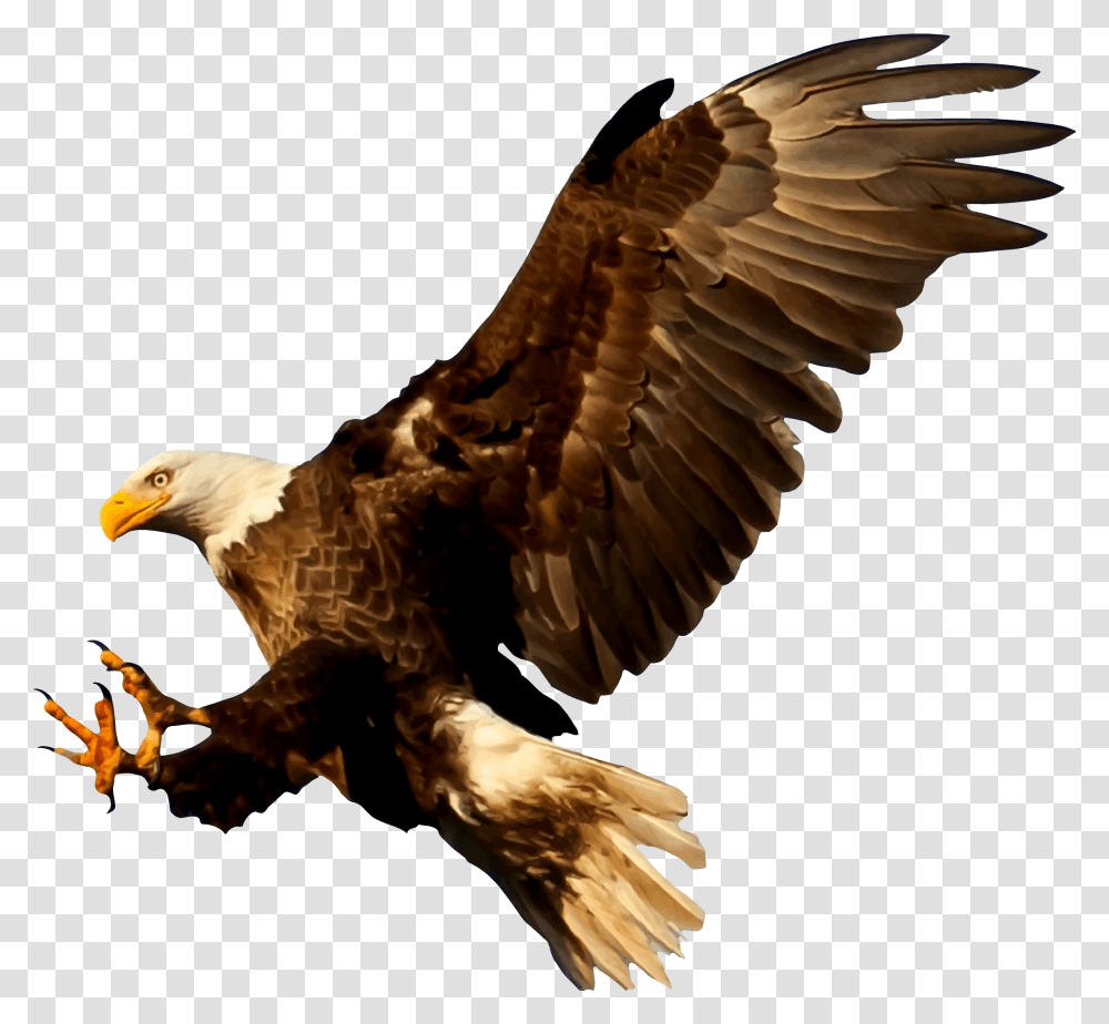 Bald Eagle Bird Silhouette Birds Of Prey Silhouettes, Animal, Flying, Vulture, Beak Transparent Png