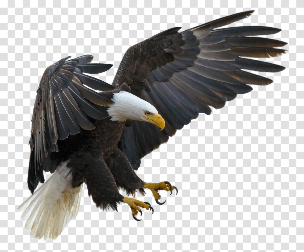 Bald Eagle Bird Tawny Golden Eagle, Animal, Flying Transparent Png