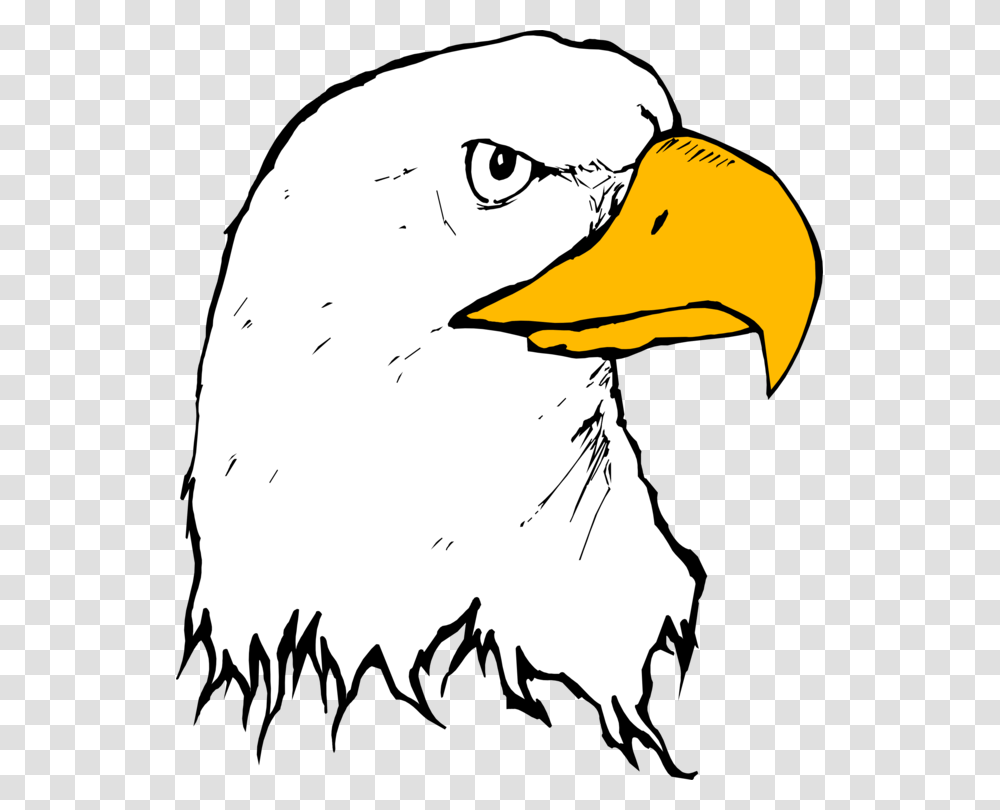 Bald Eagle Bolton Crossing Drawing Cartoon, Beak, Bird, Animal, Seagull Transparent Png
