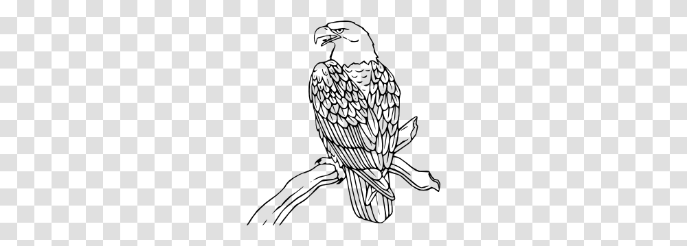 Bald Eagle Clip Art, Bird, Animal, Vulture, Hawk Transparent Png