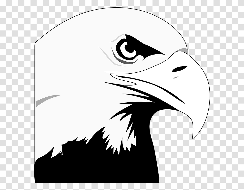 Bald Eagle Clipart, Bird, Animal, Beak Transparent Png