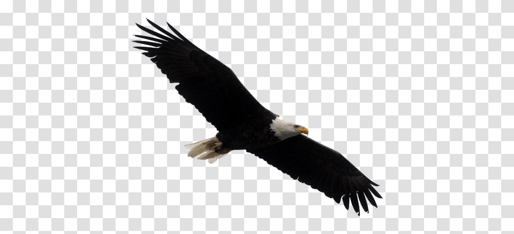 Bald Eagle Clipart, Bird, Animal, Flying Transparent Png