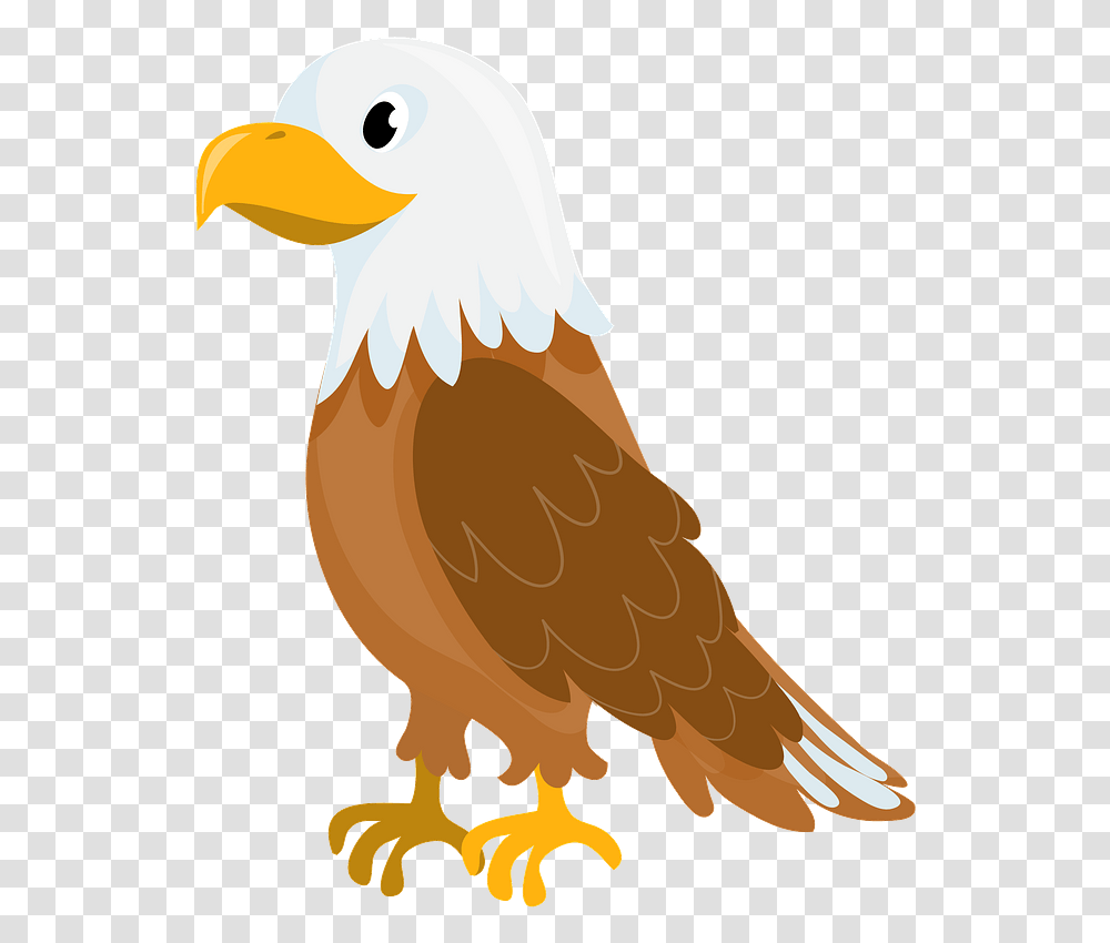 Bald Eagle Clipart Eagle Clipart, Bird, Animal, Beak Transparent Png