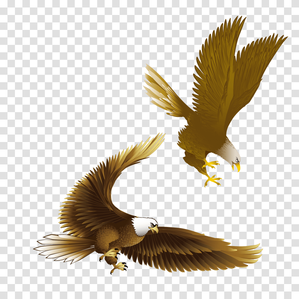 Bald Eagle Clipart Kite Bird, Animal, Flying, Beak, Sunlight Transparent Png