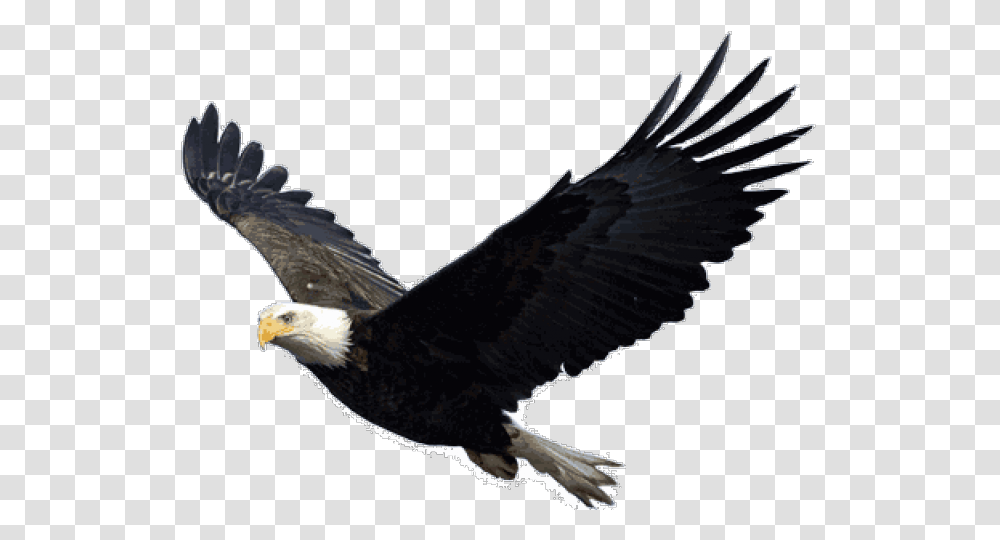 Bald Eagle Clipart Picsart Eagle Flying Background, Bird, Animal, Kite Bird, Beak Transparent Png