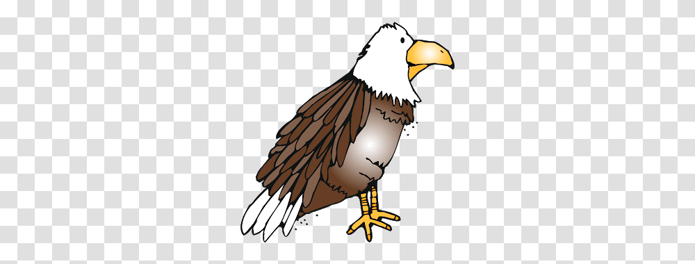 Bald Eagle Clipart Report Card, Bird, Animal, Beak Transparent Png