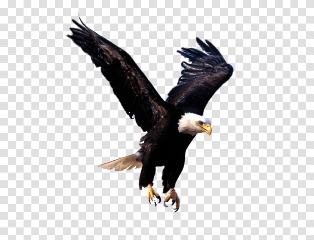 Bald Eagle Clipart Soaring Eagle, Bird, Animal, Flying Transparent Png