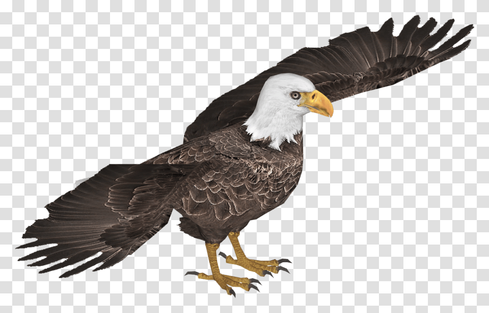 Bald Eagle Download Bald Eagle, Bird, Animal, Beak Transparent Png