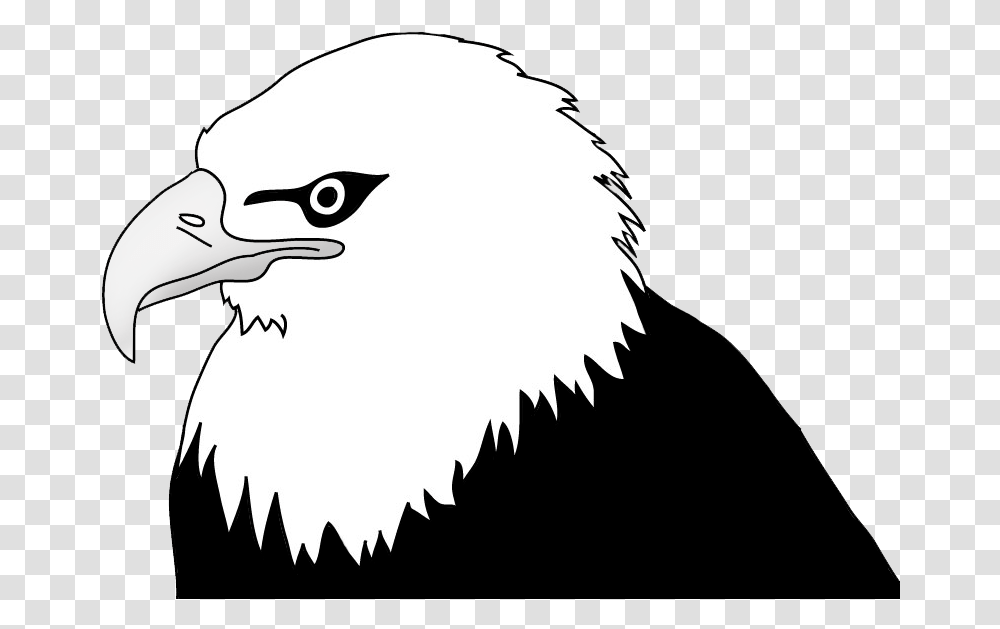 Bald Eagle Drawings Bald Eagle Clip Art Black And White, Bird, Animal, Beak, Seagull Transparent Png