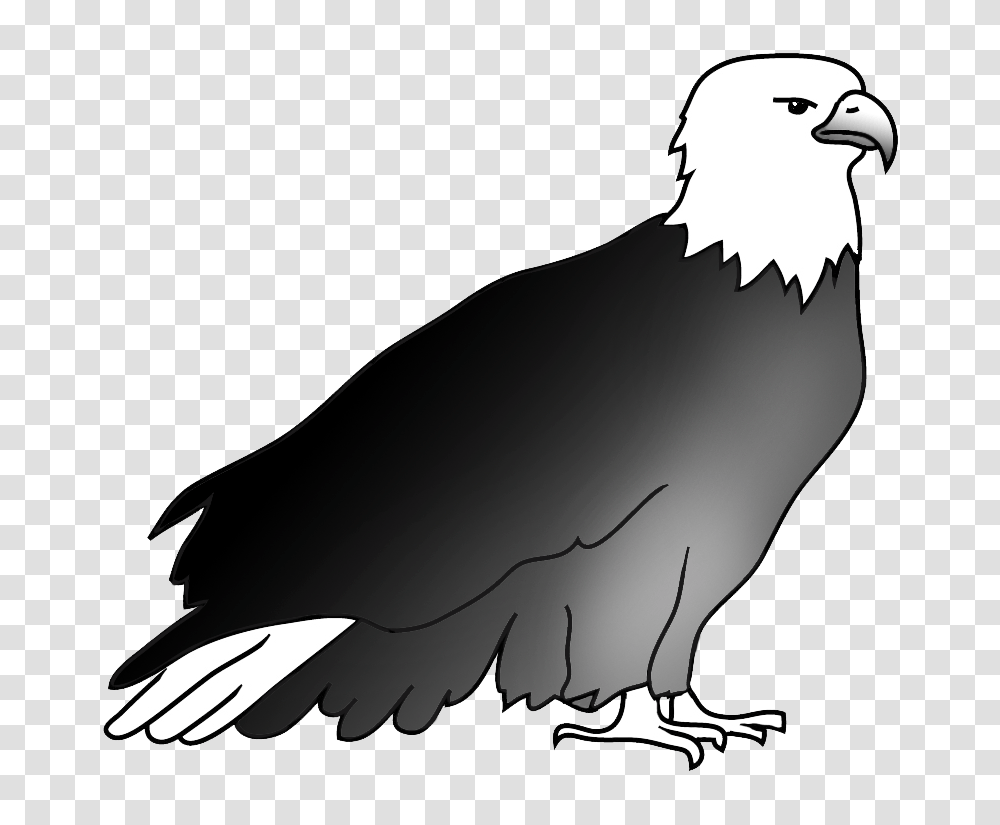 Bald Eagle Drawings, Bird, Animal, Vulture, Beak Transparent Png