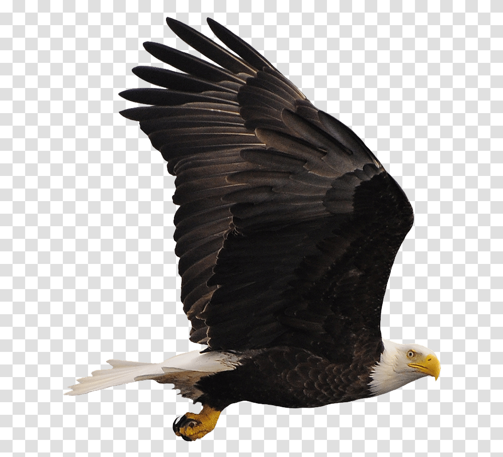 Bald Eagle Eagle, Bird, Animal, Flying Transparent Png