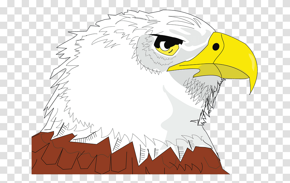 Bald Eagle Face Clipart Bald Eagle, Bird, Animal, Beak Transparent Png