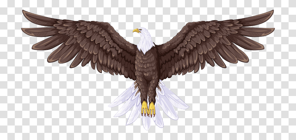Bald Eagle Flight Drawing Full Body Eagle Drawing, Bird, Animal, Flying, Beak Transparent Png