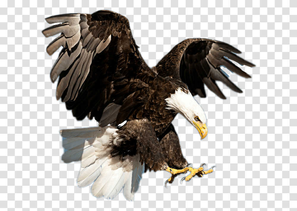 Bald Eagle Flying American Bald Eagle Real, Bird, Animal, Beak, Vulture Transparent Png
