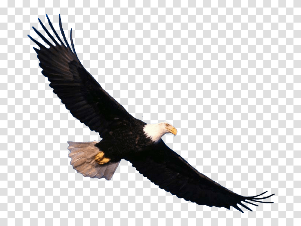 Bald Eagle Flying, Bird, Animal, Beak, Kite Bird Transparent Png