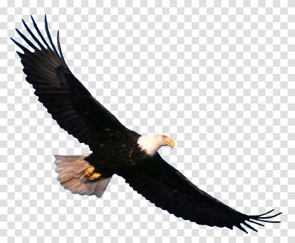 Bald Eagle Flying, Bird, Animal, Beak Transparent Png