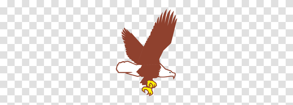 Bald Eagle Flying Clip Art, Bird, Animal, Beak, Seagull Transparent Png